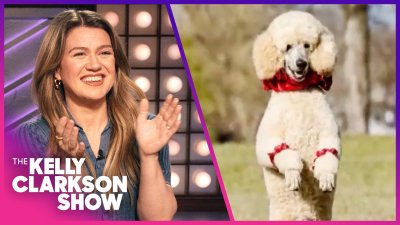Kelly Clarkson loves viral Chicago poodle Pappy who walks on two legs