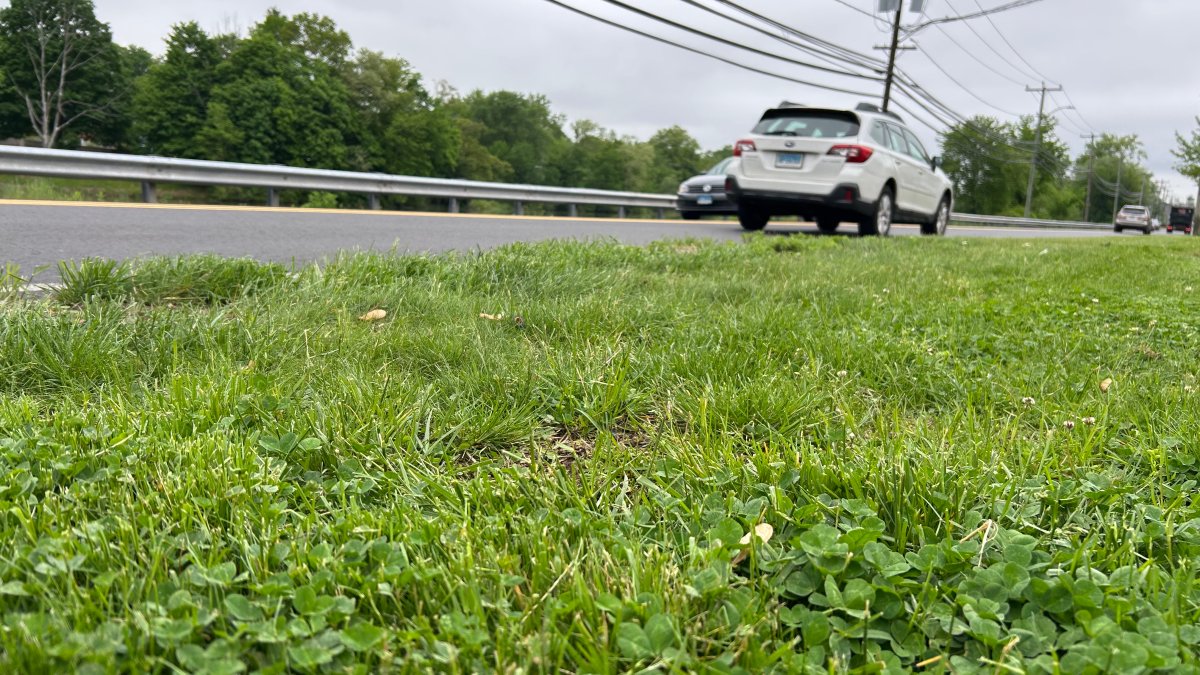 Turtle Transport: Reptiles get helping hand from Middletown business during nesting season
