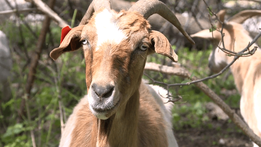Goat stares at camera in Wisconsin park