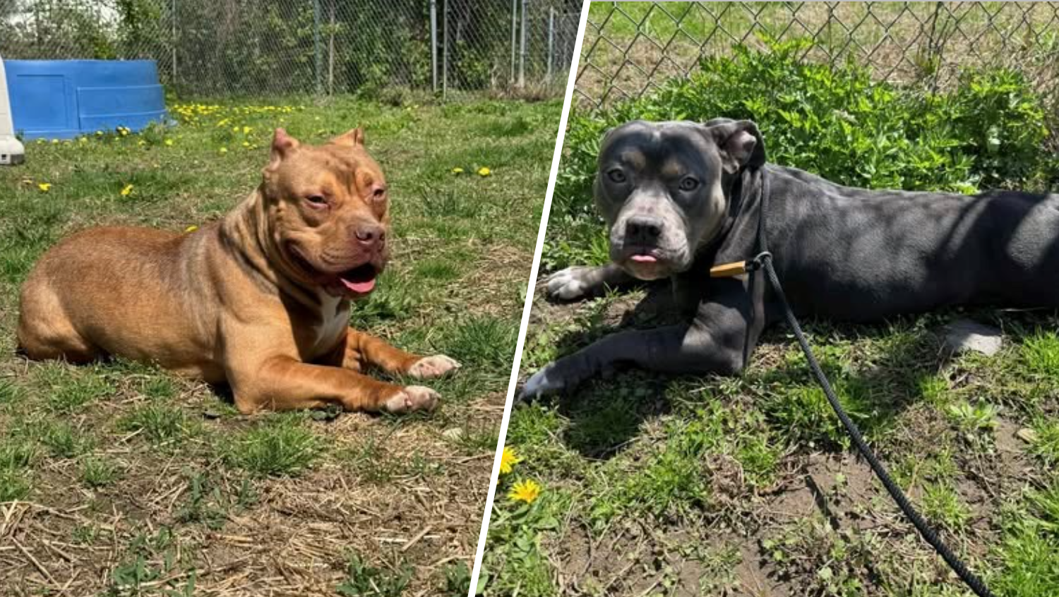 Animal control looks for information about dogs left abandoned in Bethany