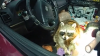 Ohio police find raccoon holding meth pipe during traffic stop