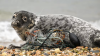 Meet the New England team working to rescue the seals
