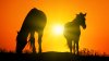 State takes temporary custody of 15 horses seized from vacant land in Lebanon