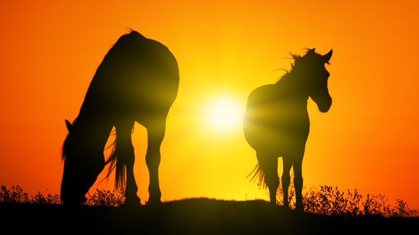 Silhouettes of two horses at sunset