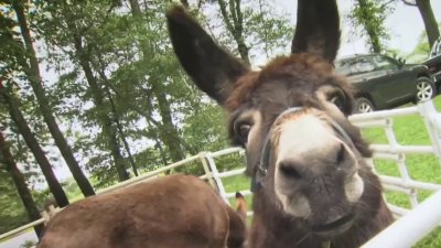 Pet Palooza returns to South Windsor