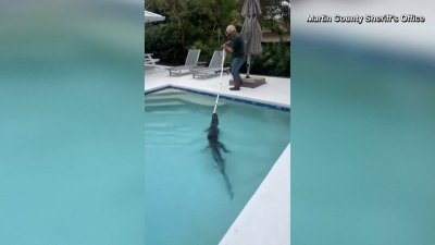 Gator found in Florida family's swimming pool