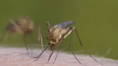 Mosquito testing underway to monitor dangerous diseases around Connecticut