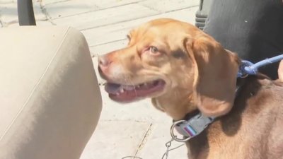 Pet of the Week: Penelope