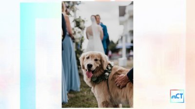 CT LIVE: Dogs in Weddings