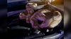 15-foot python captured under truck hood after roaming Texas neighborhood