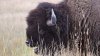 Bison gores man in Yellowstone after visitors get too close