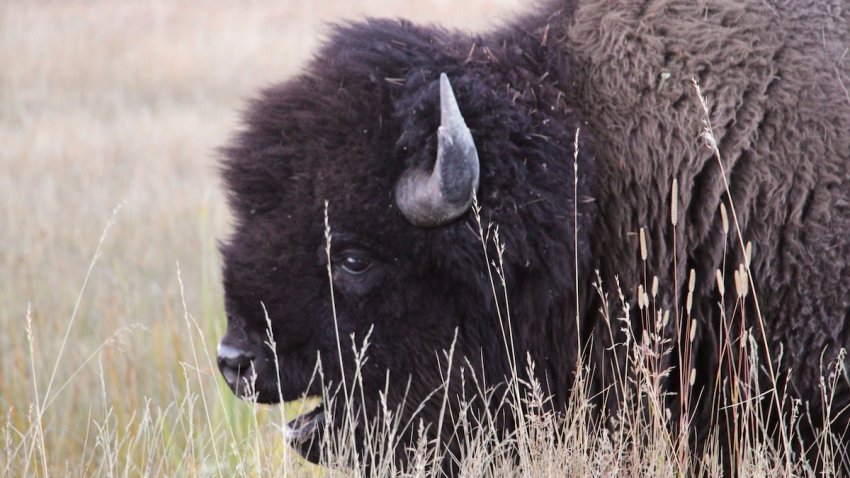 A bison grazes in the Upper Geyser Basin at Yellowstone National Park, Monday, Sept. 25, 2023.