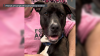 Rescue dog senses stranger's seizure at pet adoption event: ‘Pure intuition'