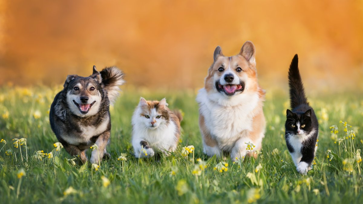 Here’s how to use tech to track your pet – NBC Connecticut