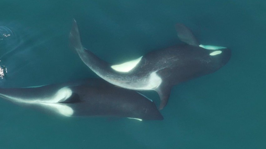 This handout photograph taken in August 2024 and released by the Centre for Whale Research on June 23, 2025 shows two southern resident killer whales rubbing a piece of seaweed between their bodies, in what researchers believe is a form of grooming, in the Salish Sea, off Canada's British Columbia and the US state of Washington.