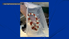 Snake found in bathroom of East Hartford resident's home