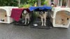 24 dogs seized during animal cruelty investigation in Oxford: police
