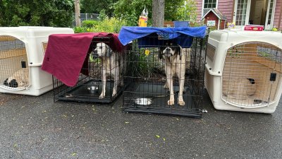 Two dozen dogs were seized after they were found in deplorable conditions in Oxford