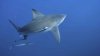 9-year-old girl survives shark attack in Florida