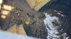 Baby ducklings rescued from Bristol sewer by first responders