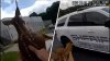 Watch baby deer get apprehended while trying to break into Georgia jail