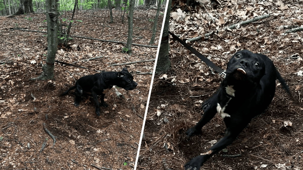 Dog left abandoned and tied to tree in Manchester – NBC Connecticut