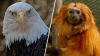 Connecticut's Beardsley Zoo offers activities for the upcoming summer season