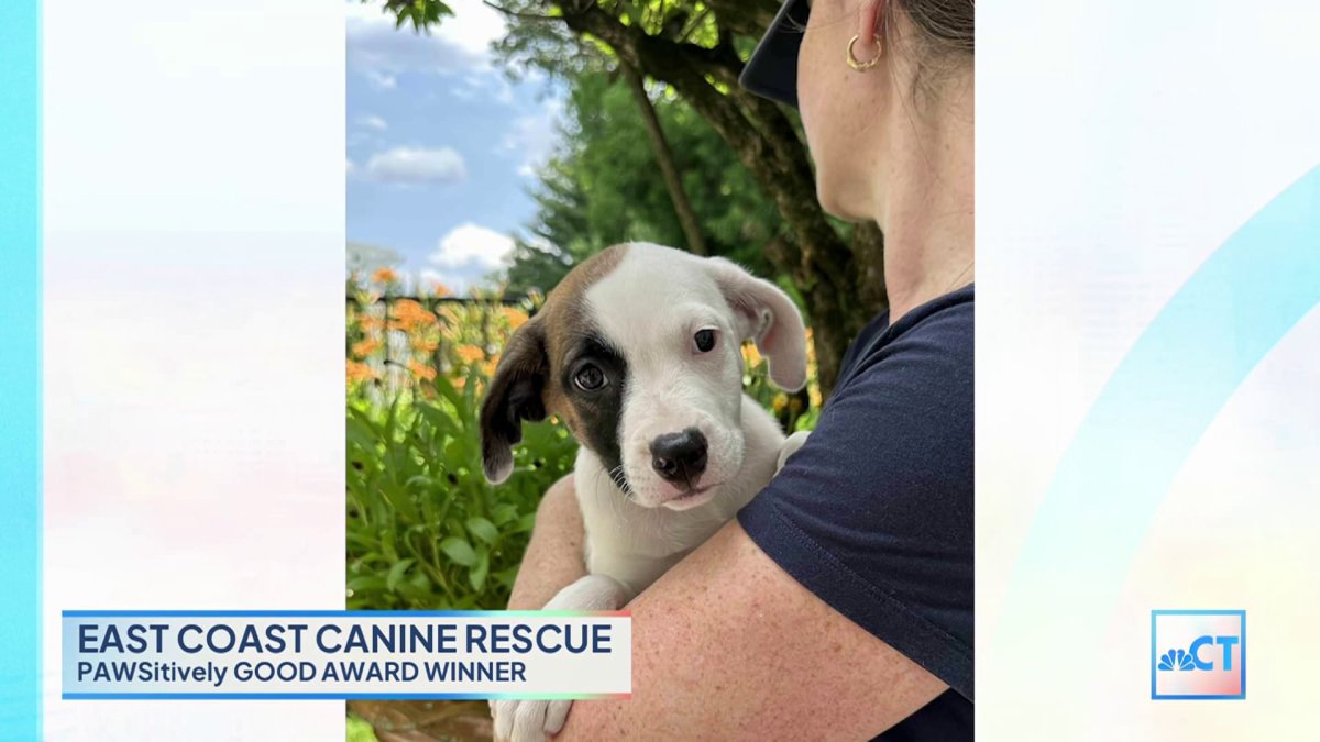 CT LIVE: PAWSitively Good Award Winner – East Coast Canine Rescue – NBC ...