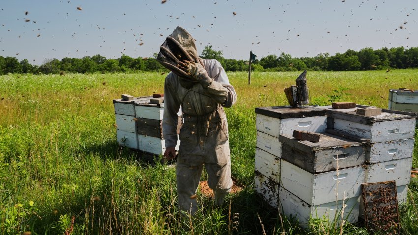 Isaac Barnes works with his honeybee hives Tuesday, June 24, 2025, in Williamsport, Ohio.