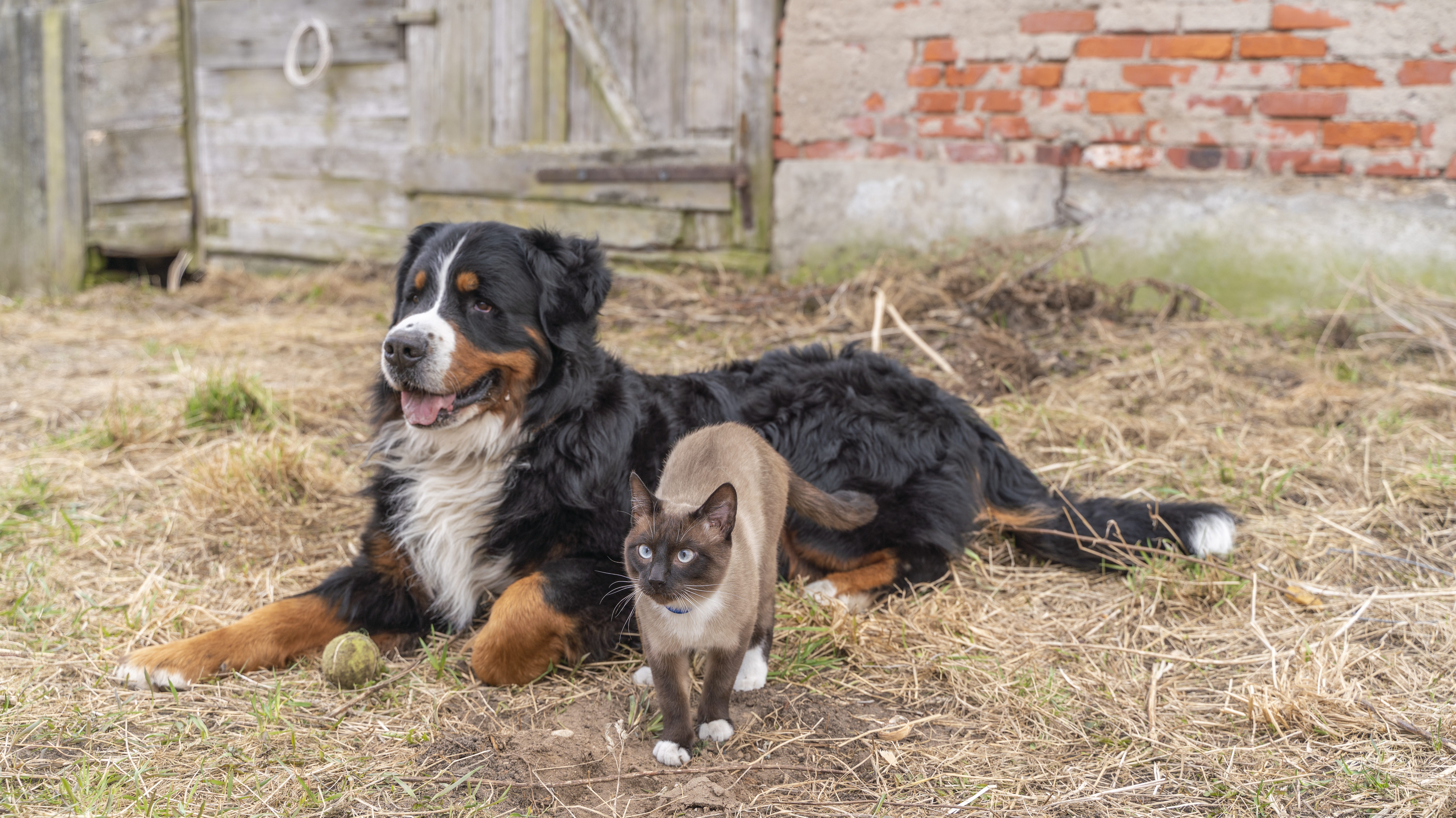 Adopting Bonded Pair Dogs: Double the Love & Joy