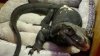 Lizard on the loose: Escaped water monitor spotted in Connecticut