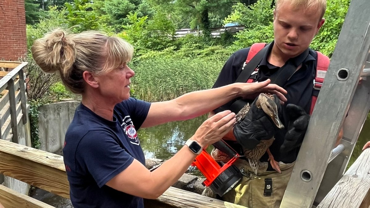 Duck rescued after falling over a waterfall in Beacon Falls