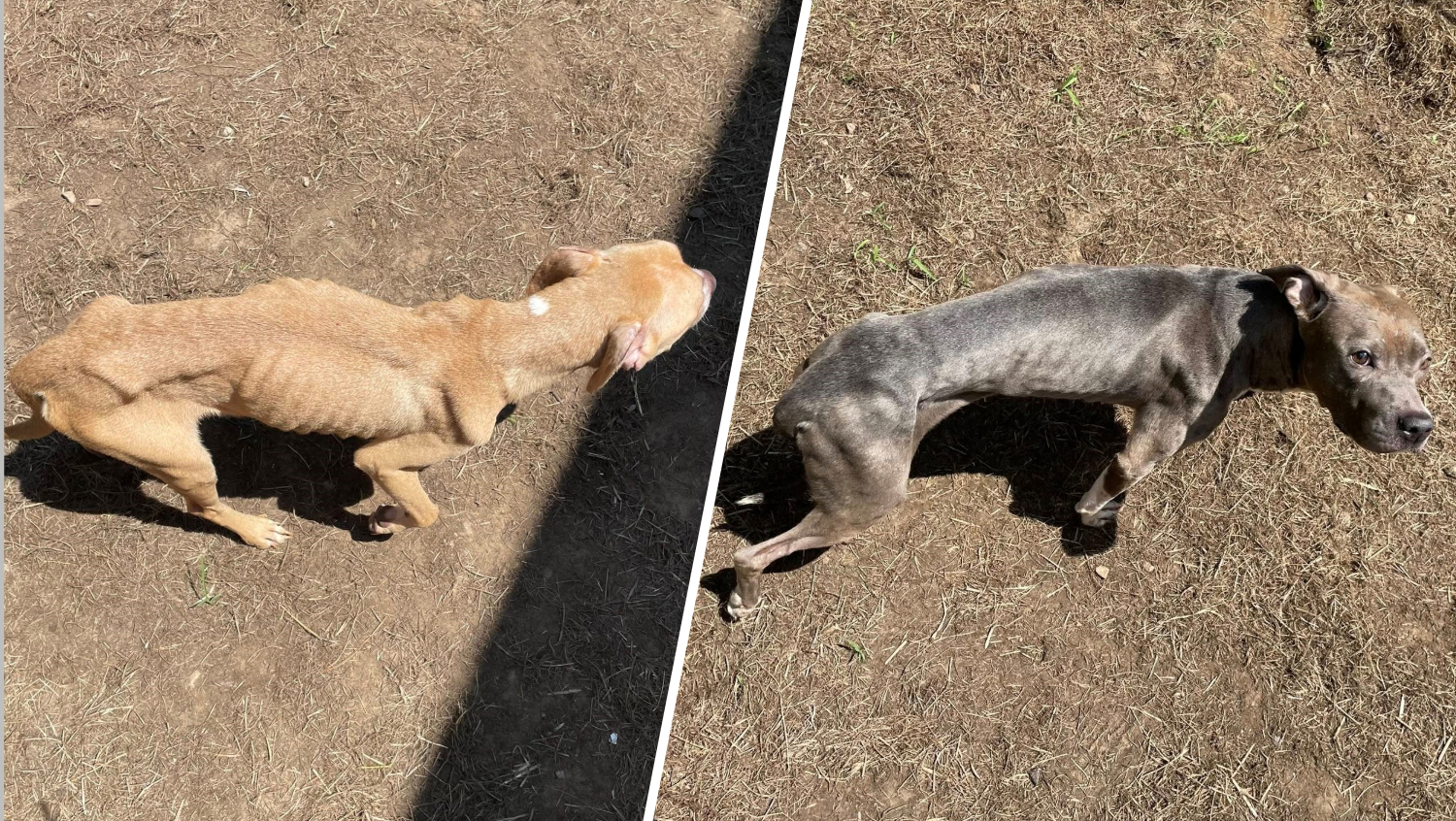 3 dogs left abandoned and starving in Hartford – NBC Connecticut
