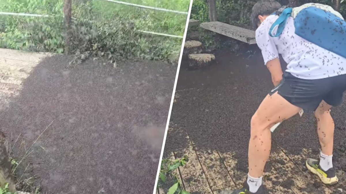 Swarms of ‘lovebugs' invade South Korea and blanket a mountain peak