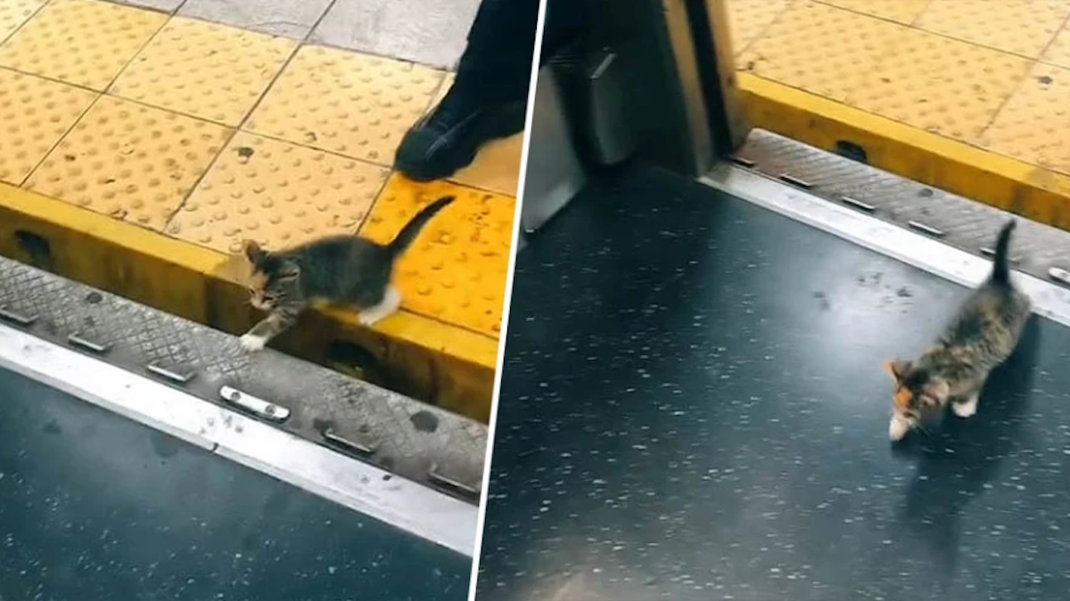 Kitten adopted by woman who found her on New York subway NBC Connecticut