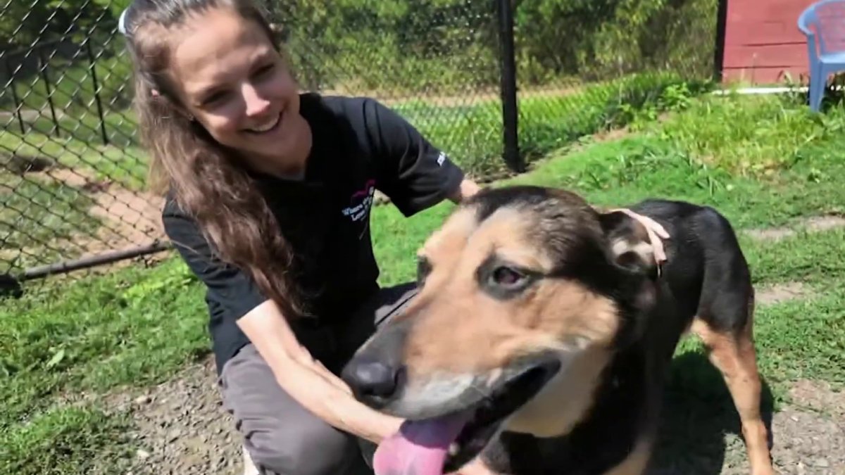 Hamden animal rescue helps dogs in need with new initiative – NBC ...