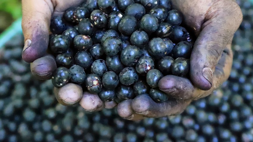 A worker holds acai berries for sale on Combu Island, Belem, Brazil, Tuesday, Aug. 5, 2025.