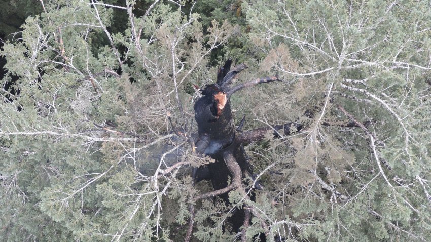 In this photo provided by the Coos Bay District Bureau of Land Management, the top of the Doerner Fir tree’s trunk smokes in Coos County, Ore., Sunday, Aug. 17, 2025.