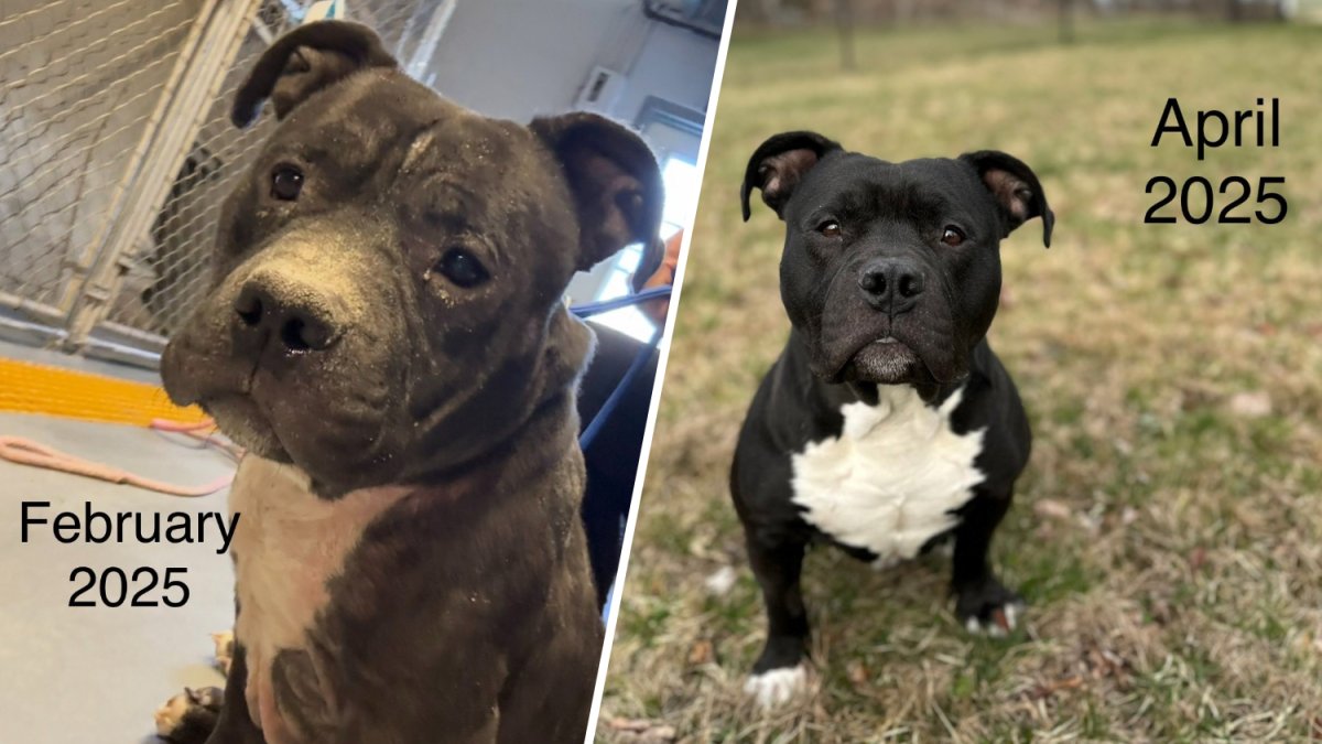 Dog found abandoned in Southbury parking lot adopted by police ...