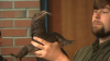How Goose the water monitor lizard was caught 2 weeks after escaping a Mass. home