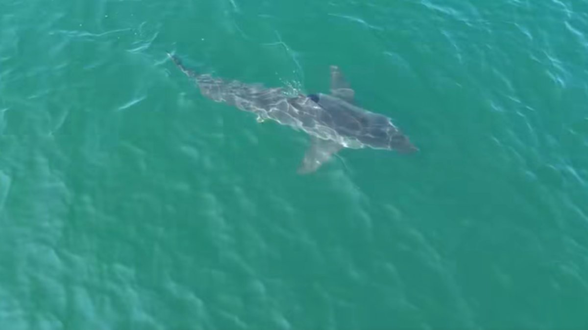 ‘Magnificent': Fisherman describes encounter with great white shark off Maine coast