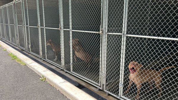 Hartford animal shelter near capacity amid ‘out of control ...