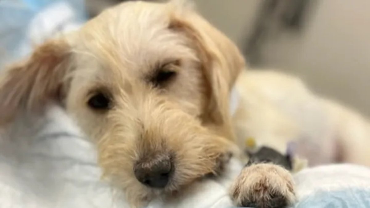 Local Animal Shelter Hosts Event to Honor Pets Who’ve Passed Away – NBC Connecticut