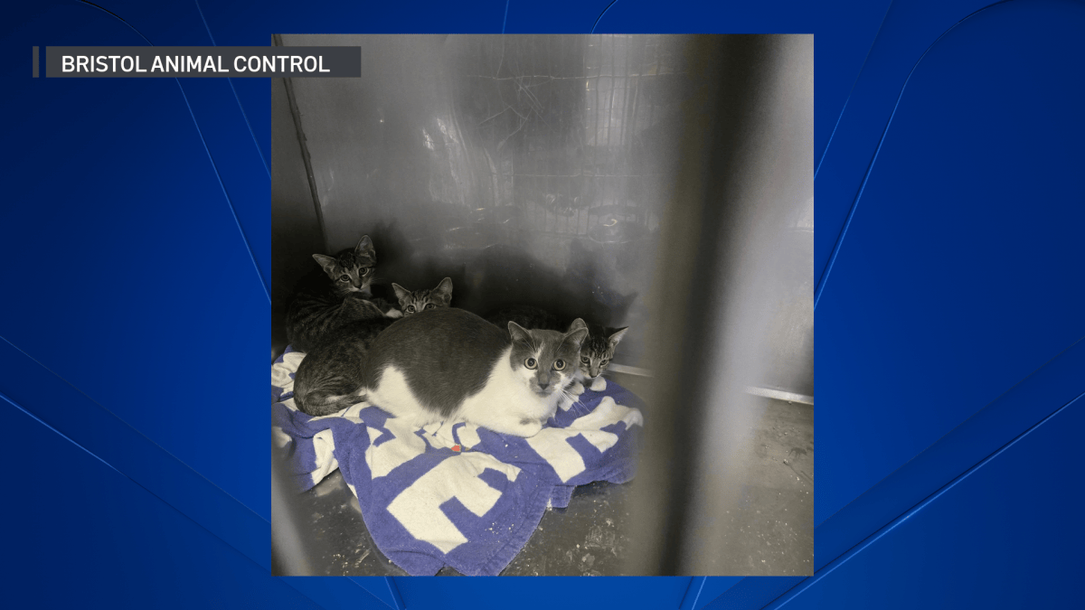 Cat and her kittens left abandoned in Bristol – NBC Connecticut