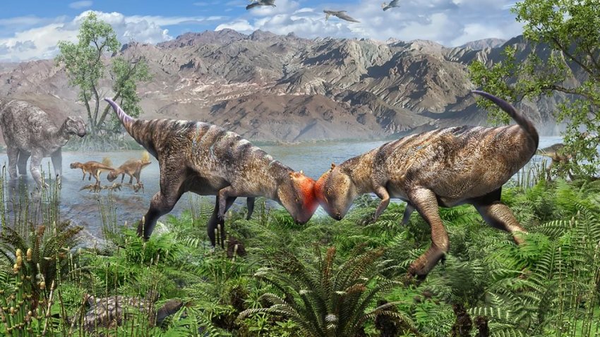 An artist’s interpretation of the Zavacephale rinpoche species.