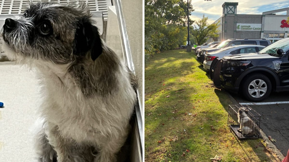 Dog left abandoned in crate at Walmart in Manchester – NBC Connecticut
