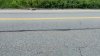 $5,000 reward offered after 3 kittens thrown from moving car in North Stonington