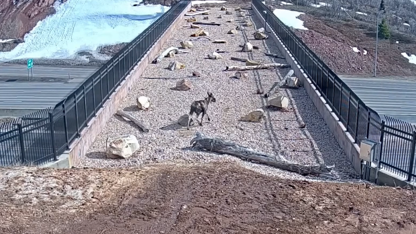 Mule deer crosses wildlife overpass over Utah freeway