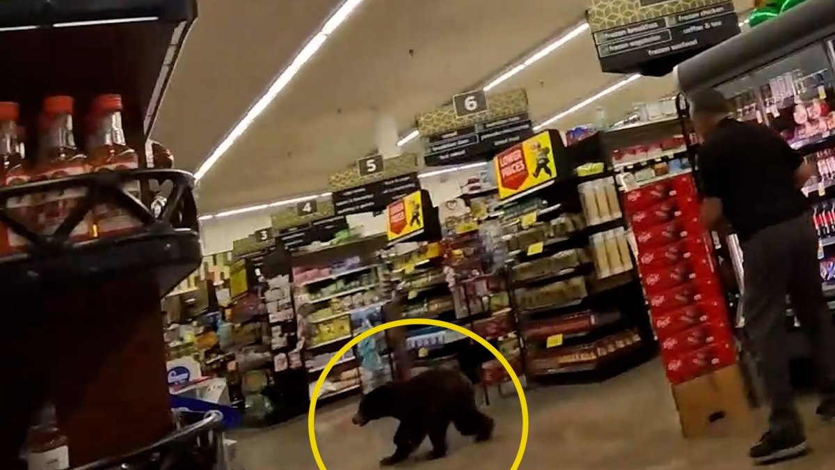 Watch: Bear scampers through grocery store in Arizona