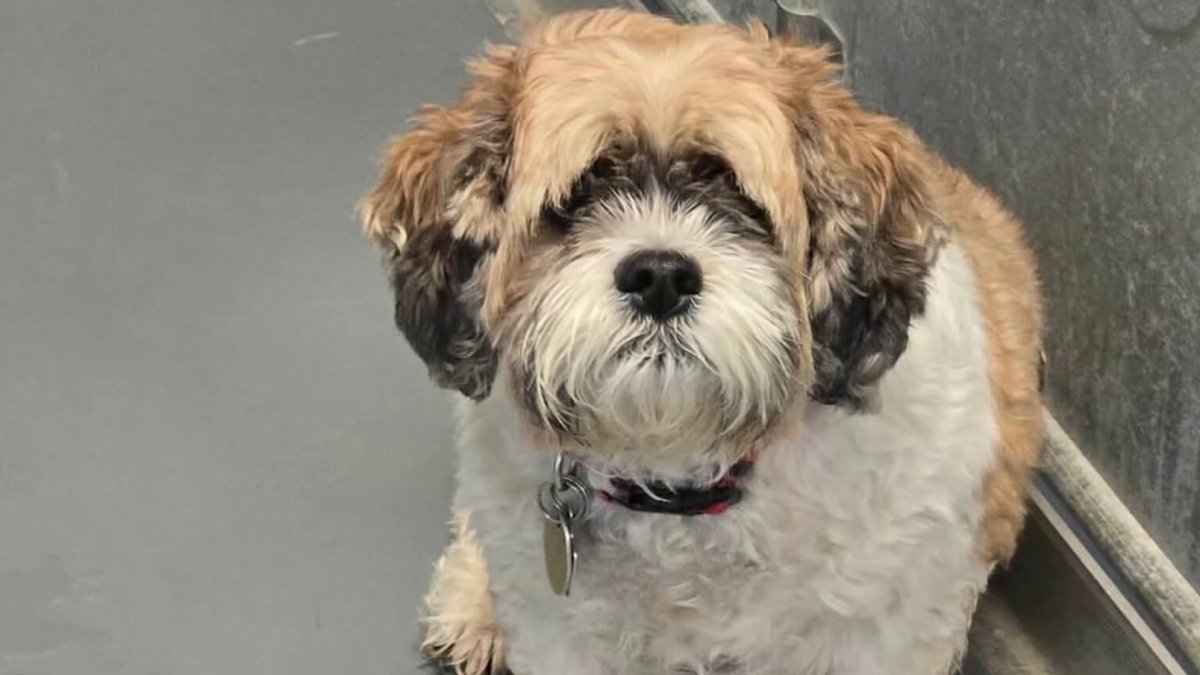 Pets being abandoned across the state – NBC Connecticut
